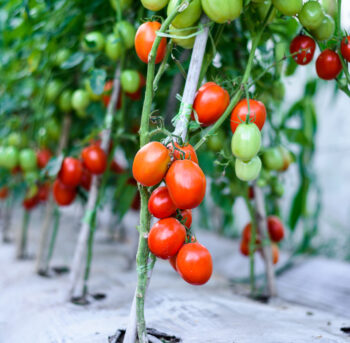 ripe red cherry tomatoes in green house farm