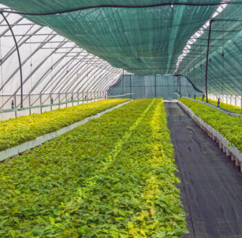 seedlings of oak and other forest cultures in the greenhouse for cultivation of planting material.