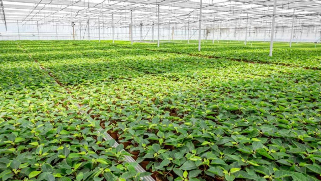 Beginners Guide to Setting up a Polyhouse : Cost, Subsidy & Set by Step Process.