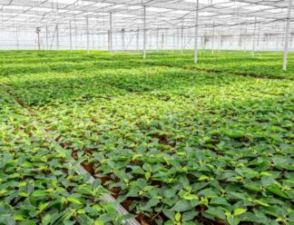 Beginners Guide to Setting up a Polyhouse : Cost, Subsidy & Set by Step Process.