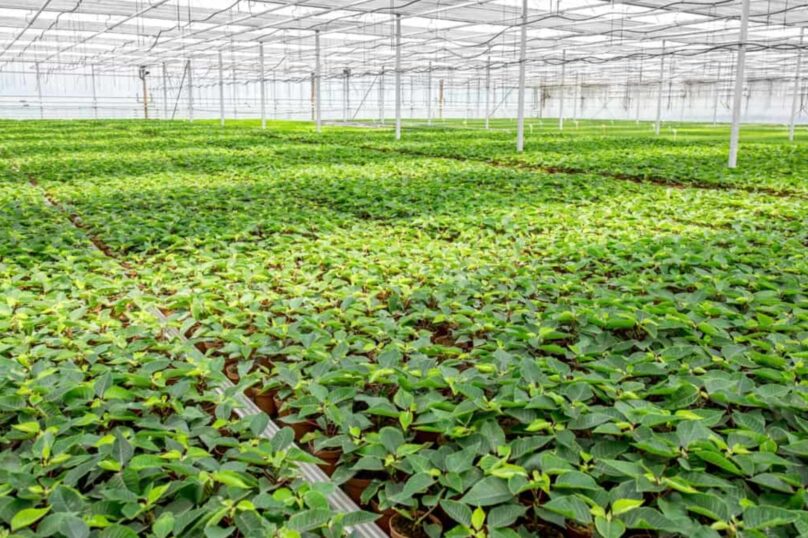 Beginners Guide to Setting up a Polyhouse : Cost, Subsidy & Set by Step Process.