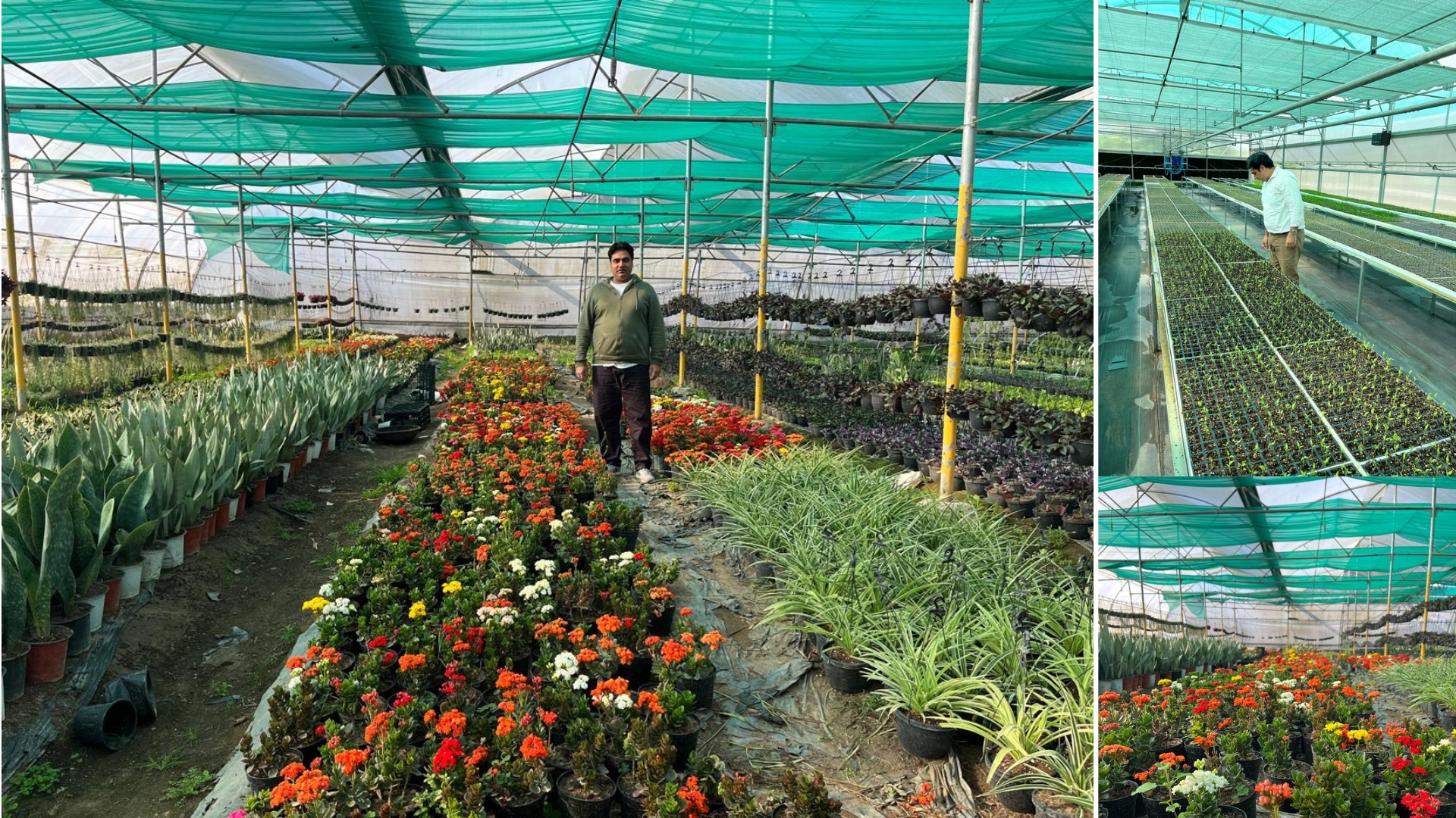 Net House, Shade House And Polyhouse farming