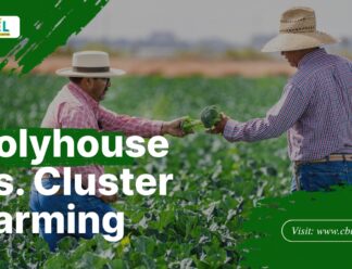 Polyhouse vs. Cluster Farming