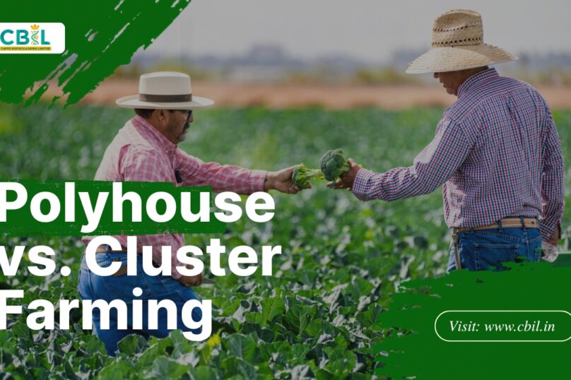 Polyhouse vs. Cluster Farming