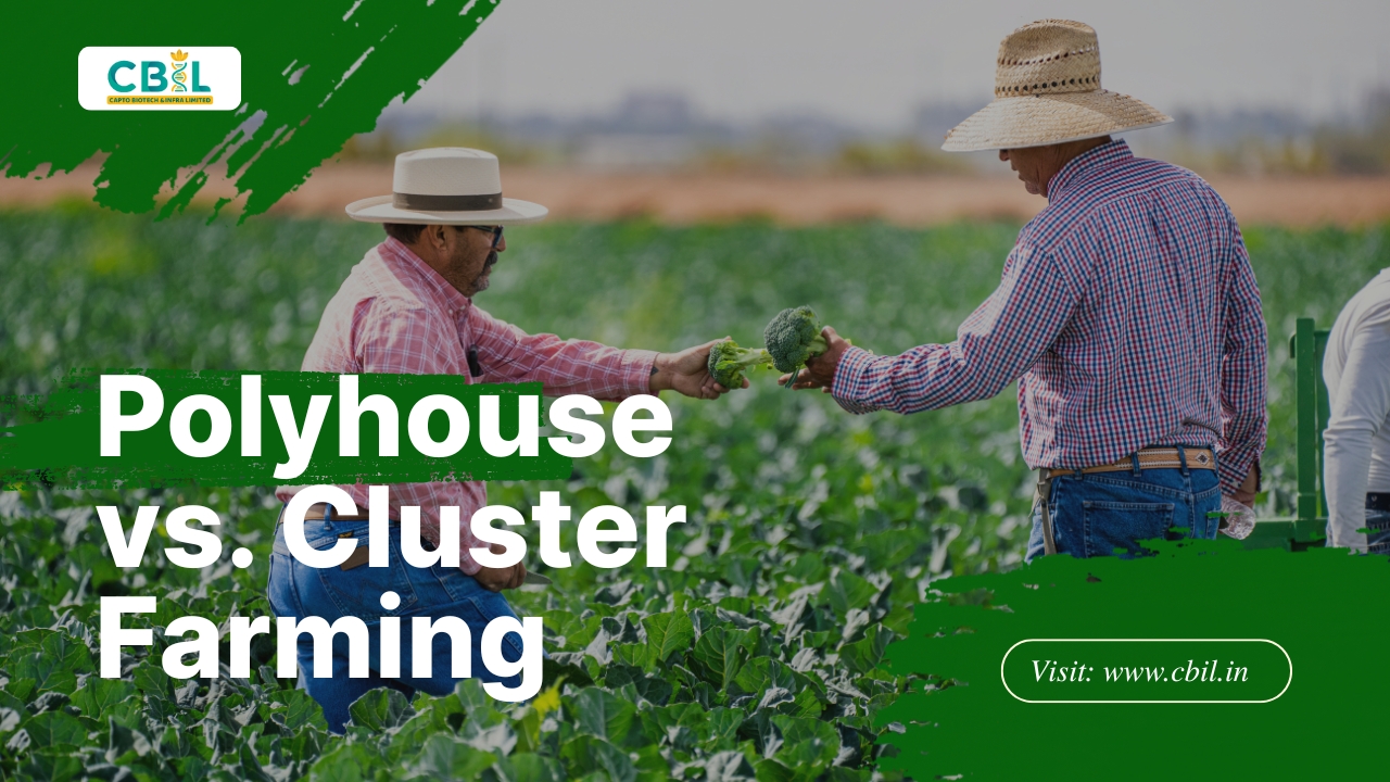 पॉलीहाउस फार्मिंग and क्लस्टर फार्मिंग में क्या अंतर है ?